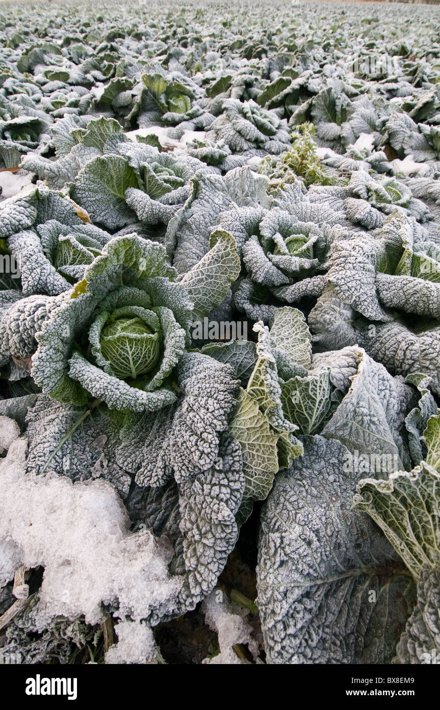 cabbage cabbages growing in field fields ice cold winter crop crops farm farming Brassica