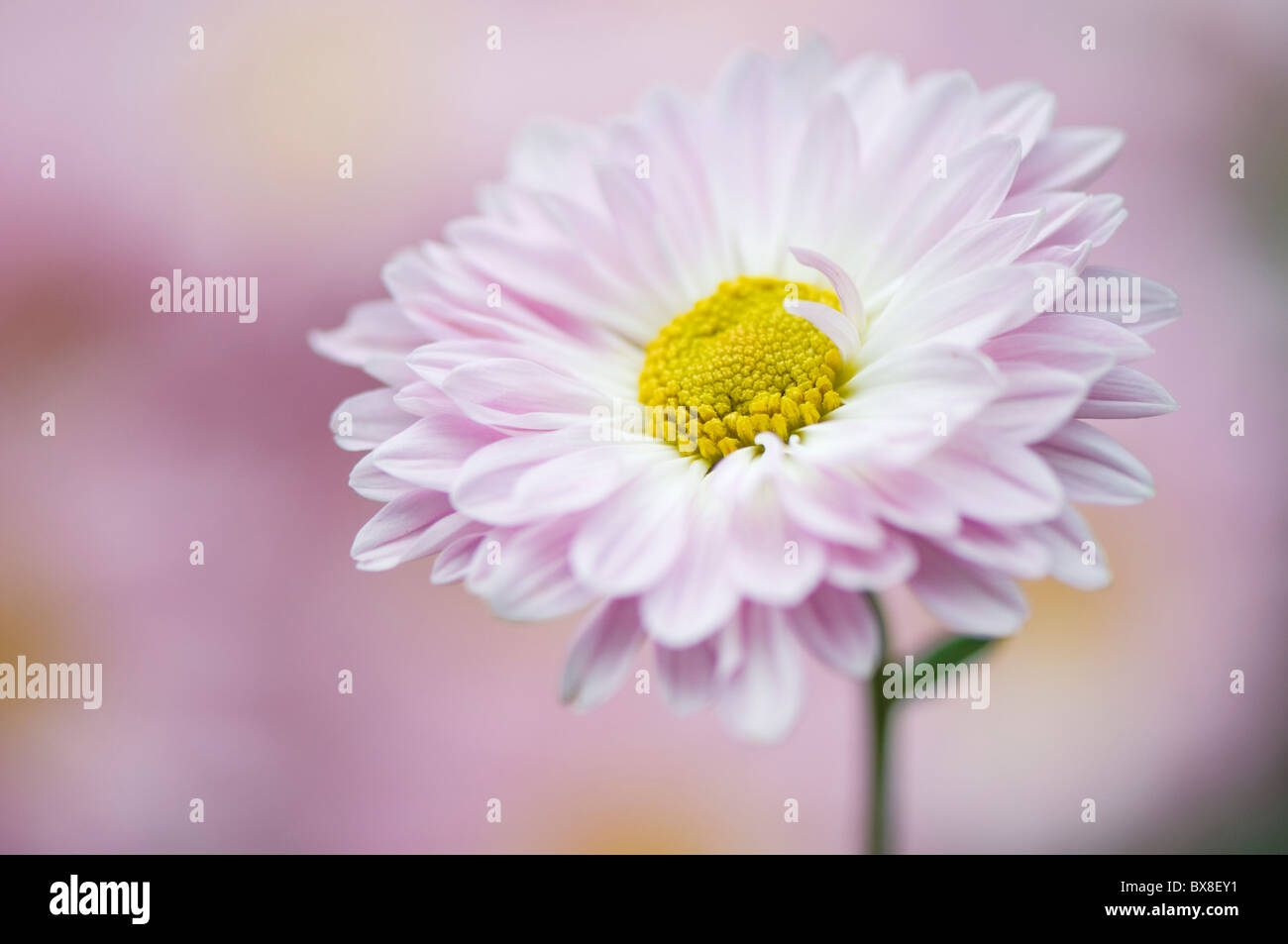 A single English Daisy Flower - Bellis perennis Stock Photo