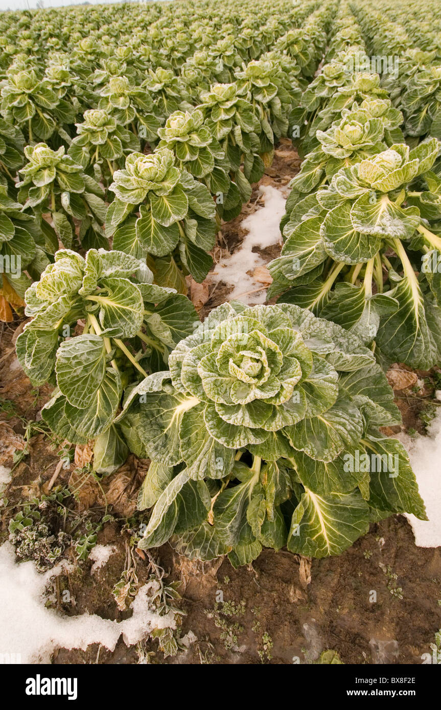 brussel sprout brussels sprouts growing in filed ice cold christmas