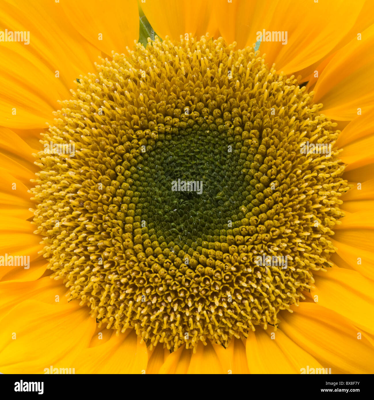 Sunflower closeup Helianthus annus Stock Photo Alamy
