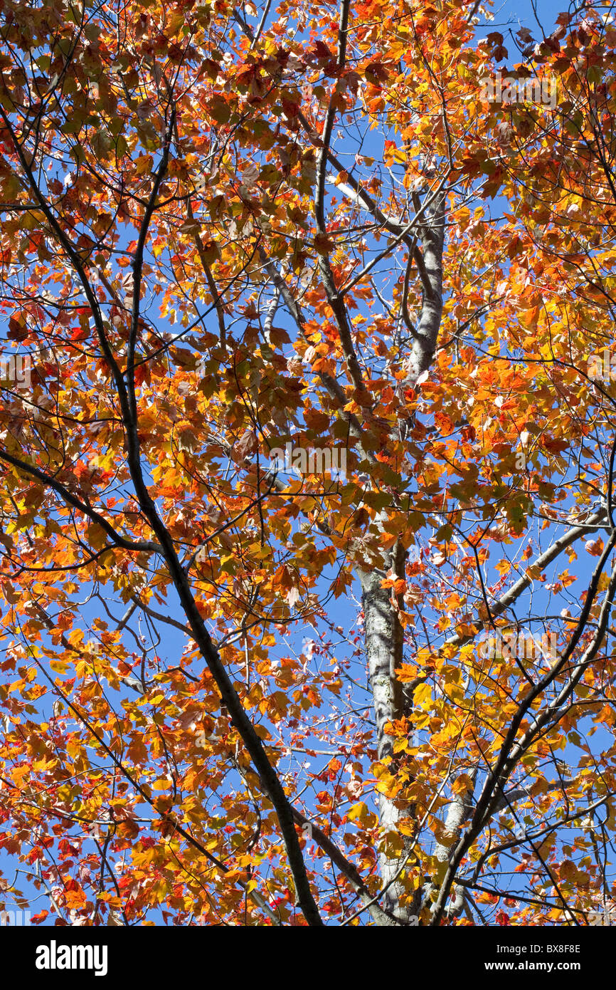Bright colorful autumn leaves on tree with blue sky, vertical, New Hampshire, USA Stock Photo