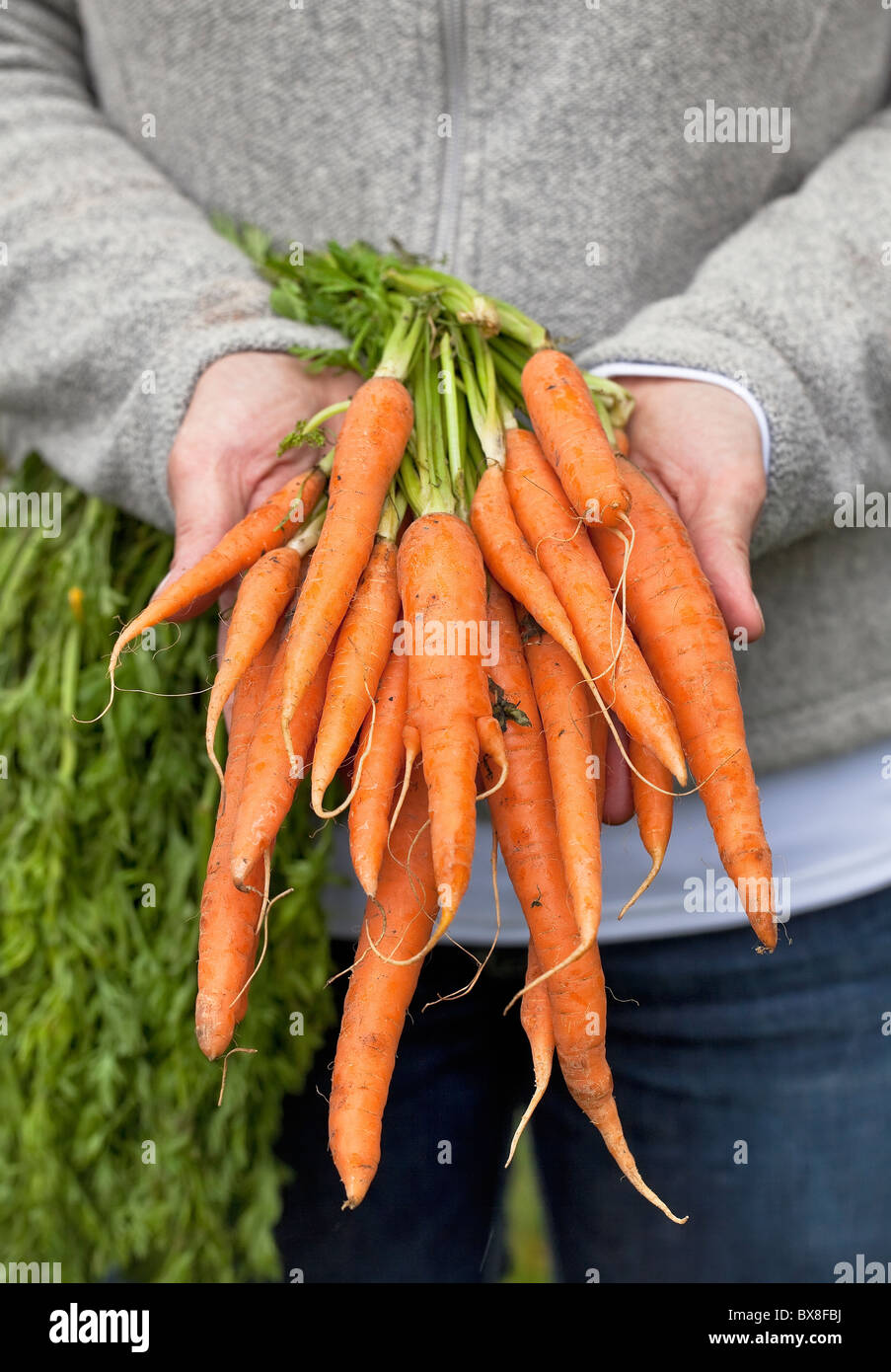 Woman holding bunch of organically grown carrots from her garden. Stock Photo