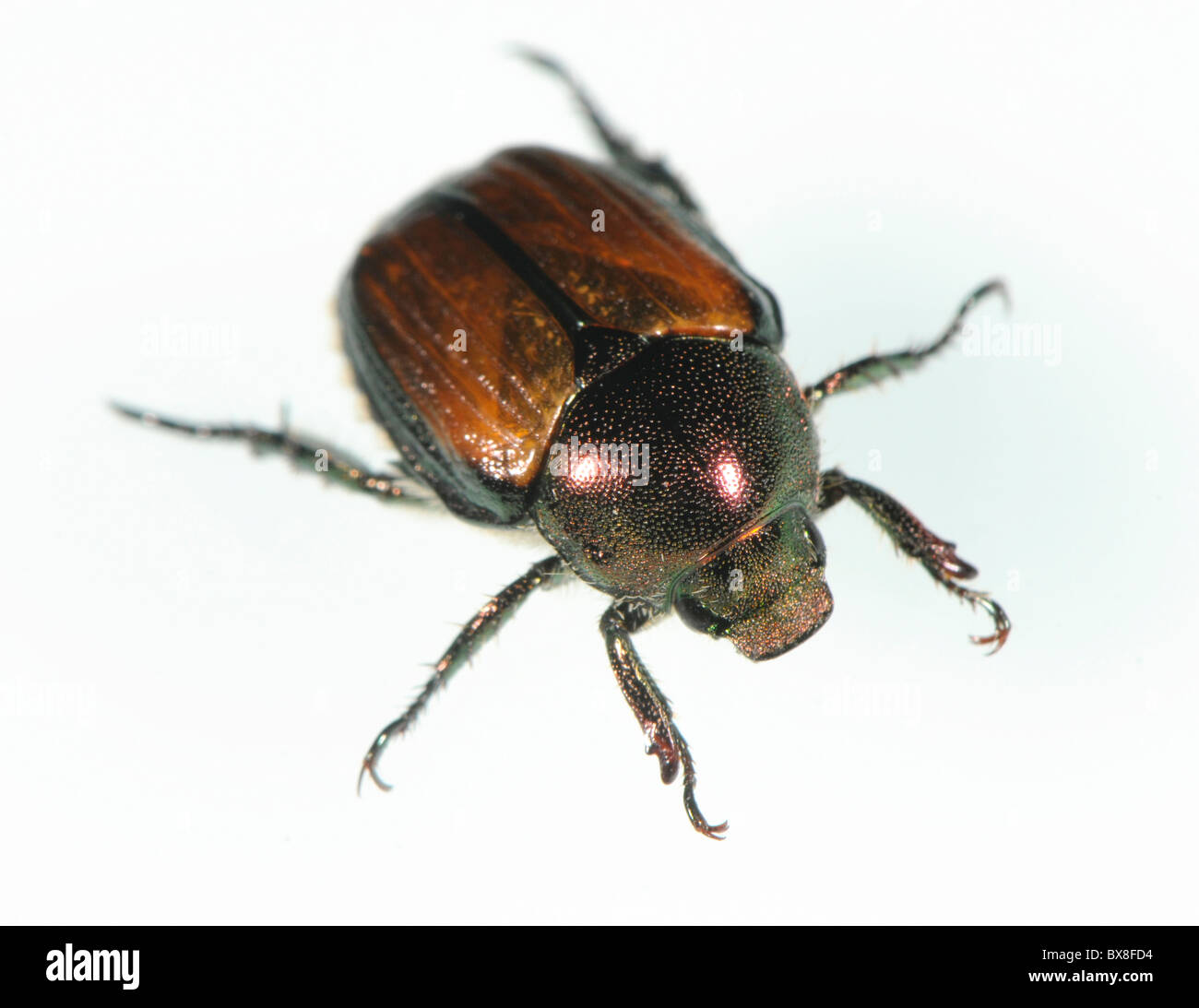 Japanese beetle,  Popillia japonica Stock Photo
