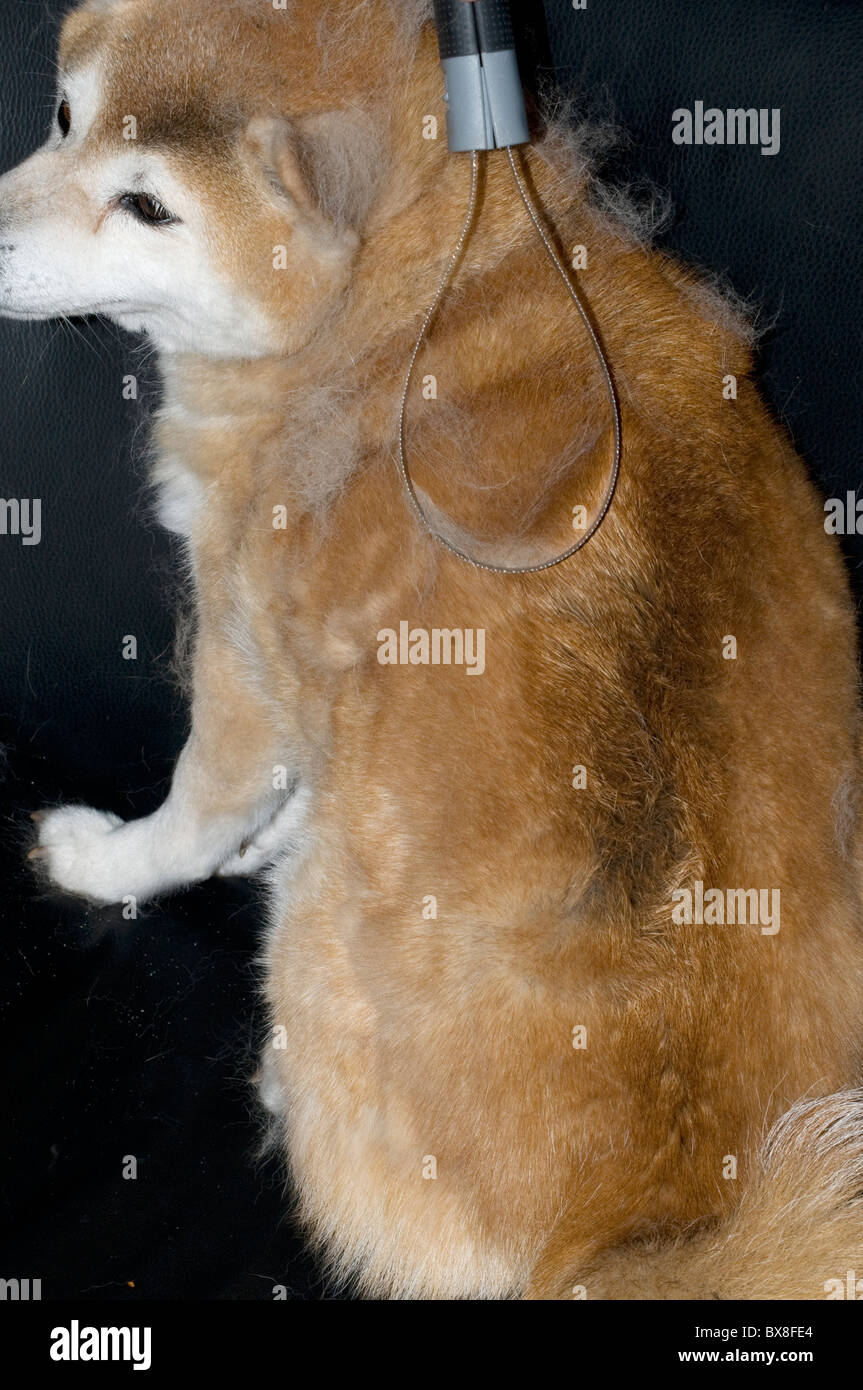 What Is Puppy Coat Shedding