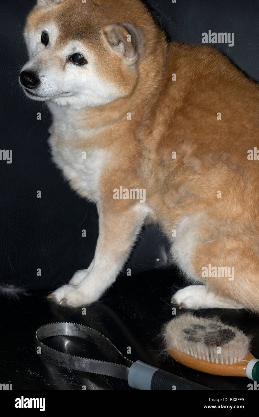 Shibu Inu dog shedding its fur in springtime. Stock Photo