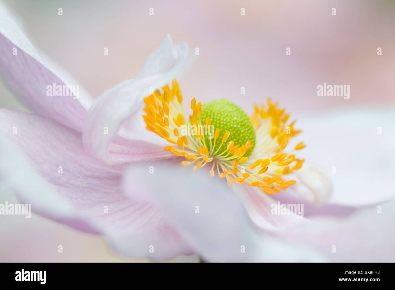 A single soft focus pink Japanese Anemone flower - Anemone Japonica, A. hybrida 'Queen Charlotte" Stock Photo