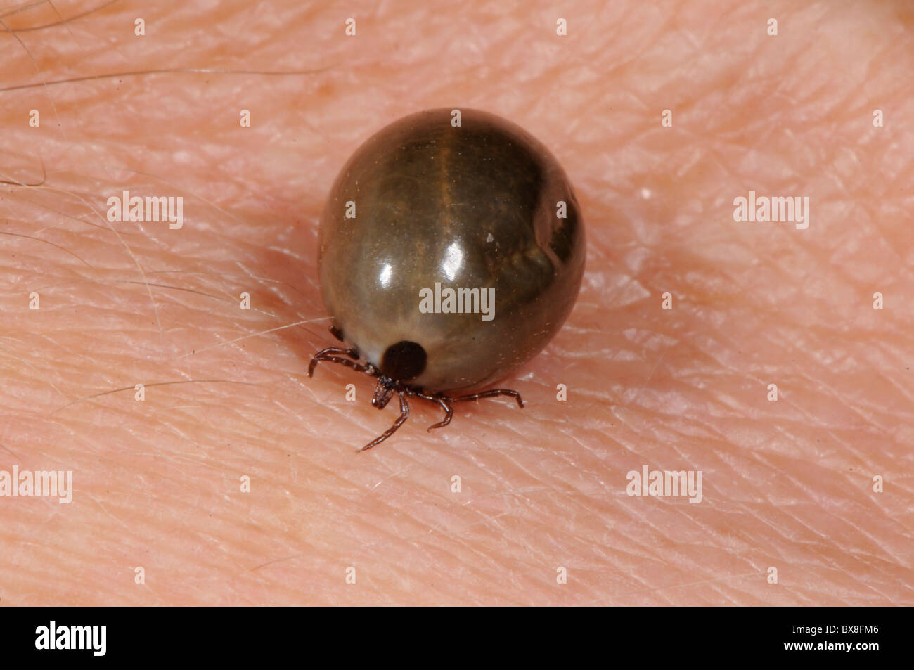 Fully ixodes deer tick that dropped off a pet cat after Stock