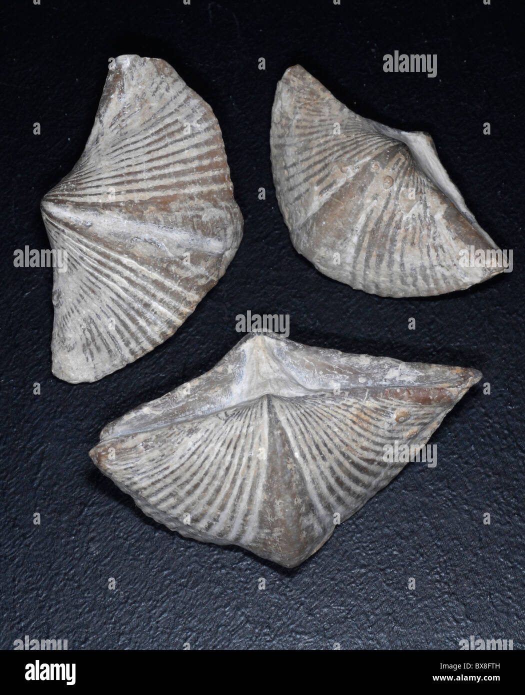 fossil brachiopods Stock Photo Alamy
