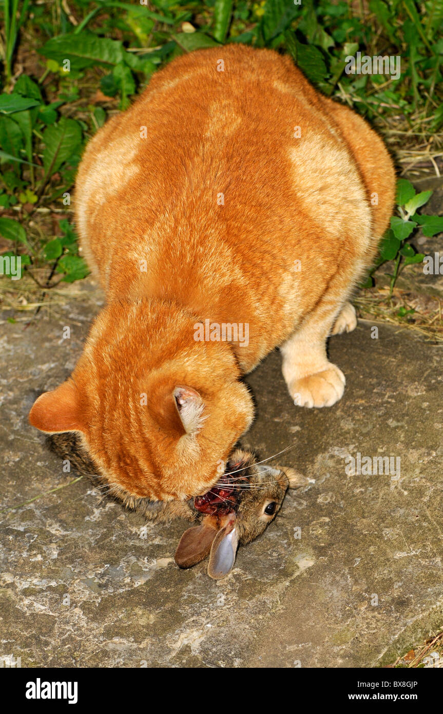 Cat Eating Rabbit