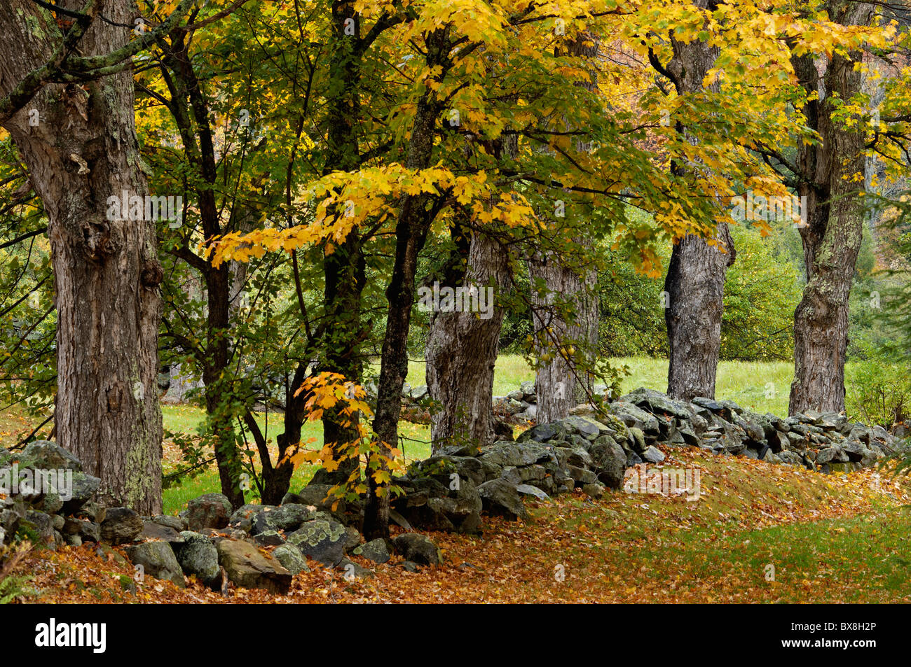 Old Broken Down Stone Wall and Autumn Color on New England Farm in Windham County, Vermont Stock Photo