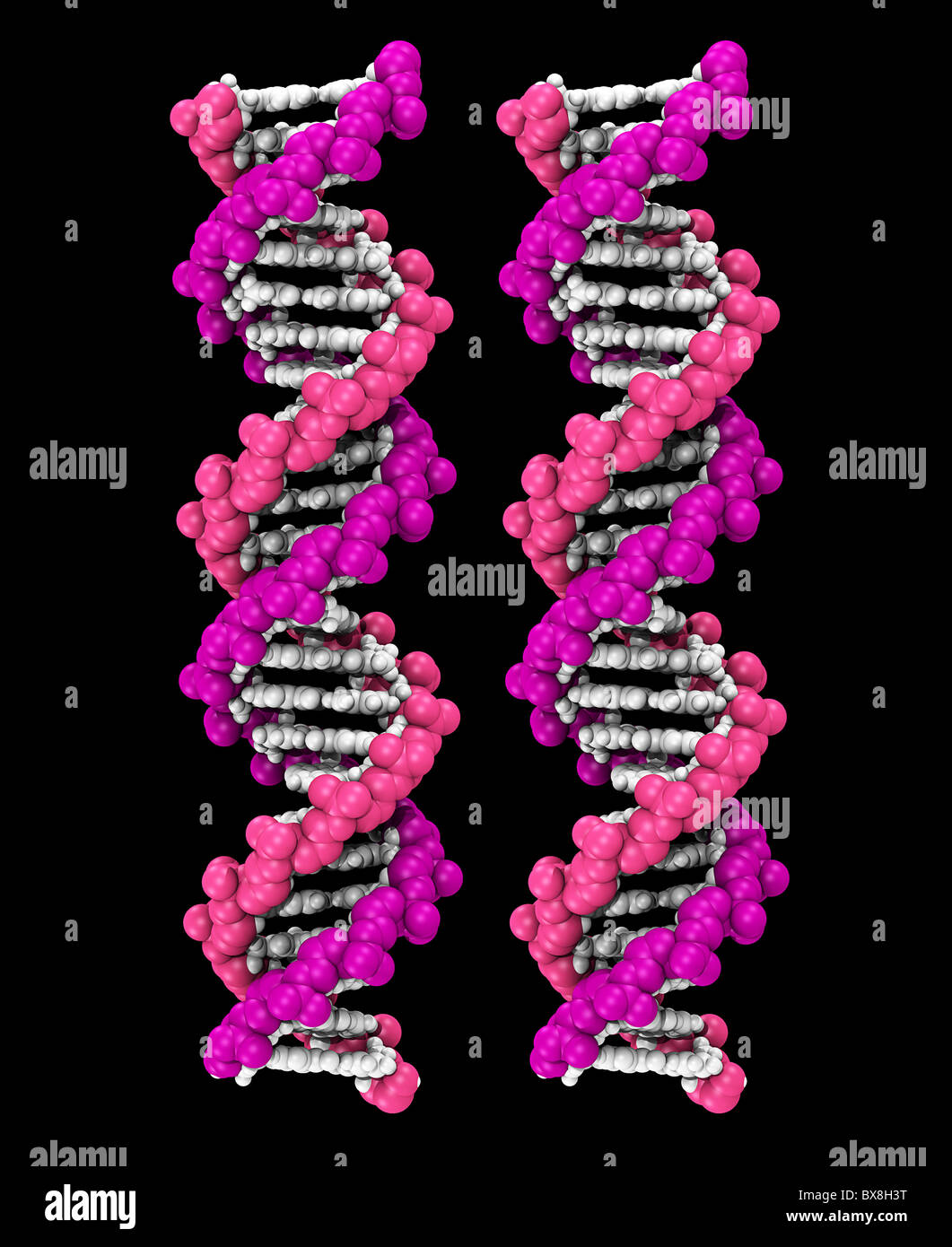 3d Space Filling Computer Model Of A Dna Molecule Stock Photo Alamy