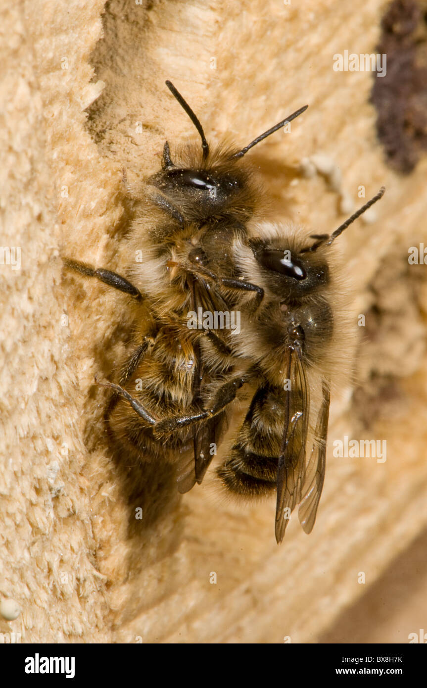 Mating pair of hornfaced bees (Osmia cornifrons), Hornfaced bees