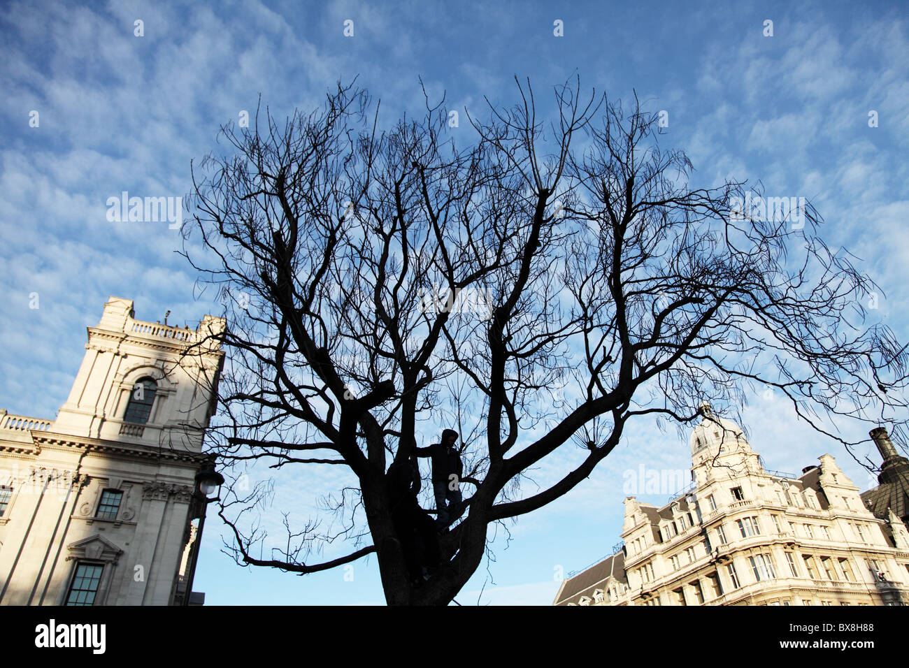 A student in a tree during the student protest. Student protest. Parliament Square. Westminister. London Stock Photo