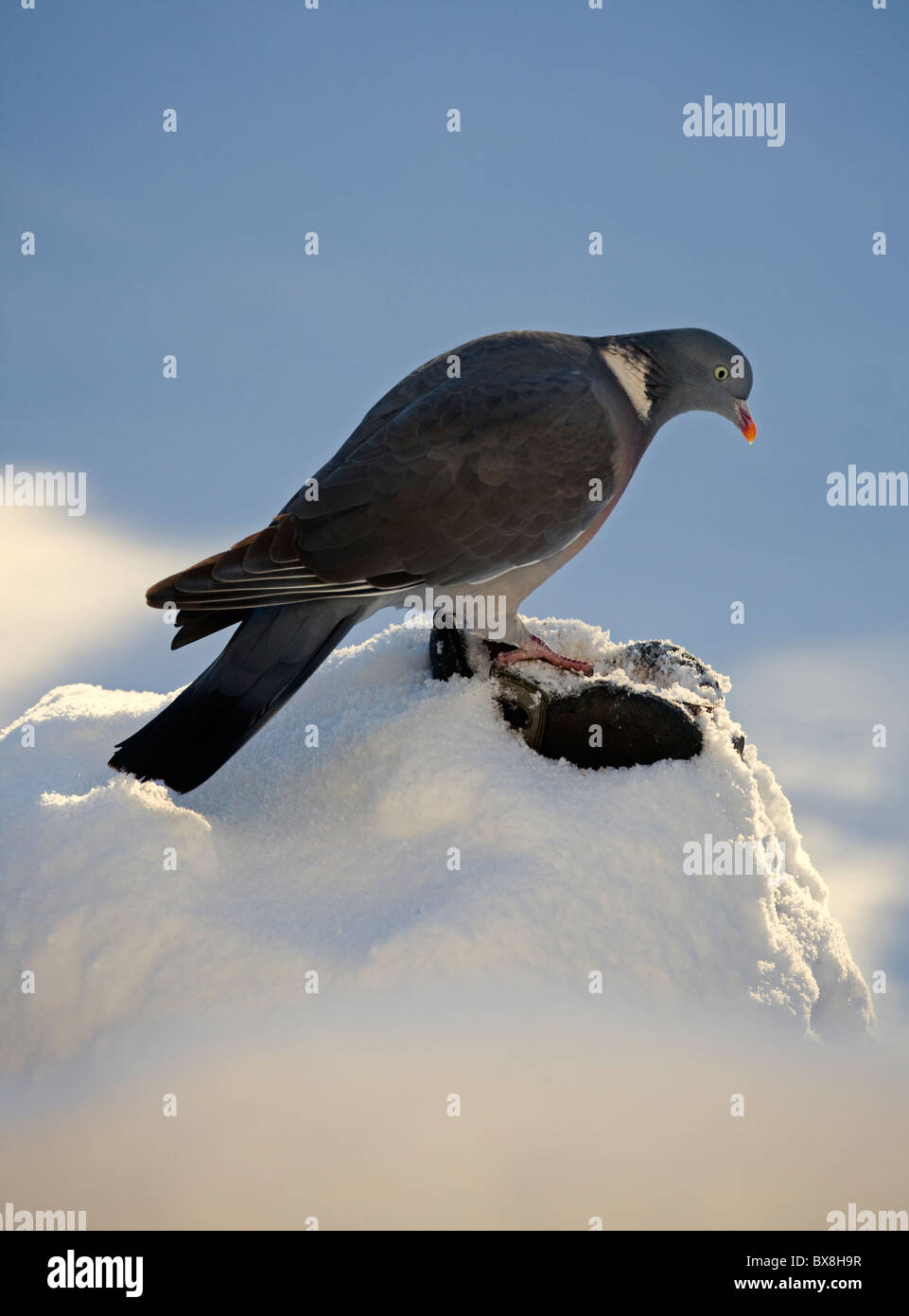 Common Wood pigeon perched on old boot covered in snow Stock Photo