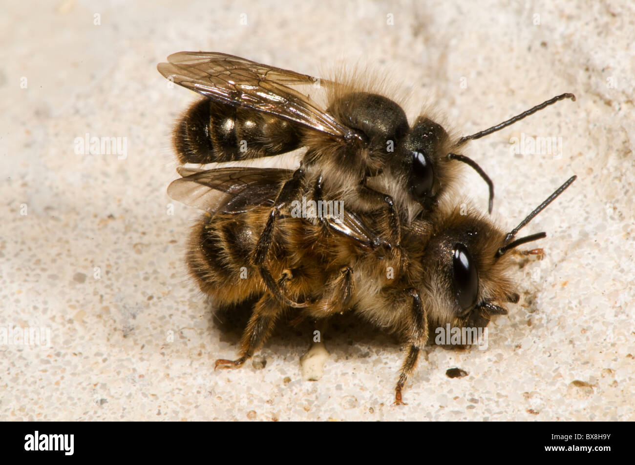 Mating pair of hornfaced bees (Osmia cornifrons), Hornfaced bees