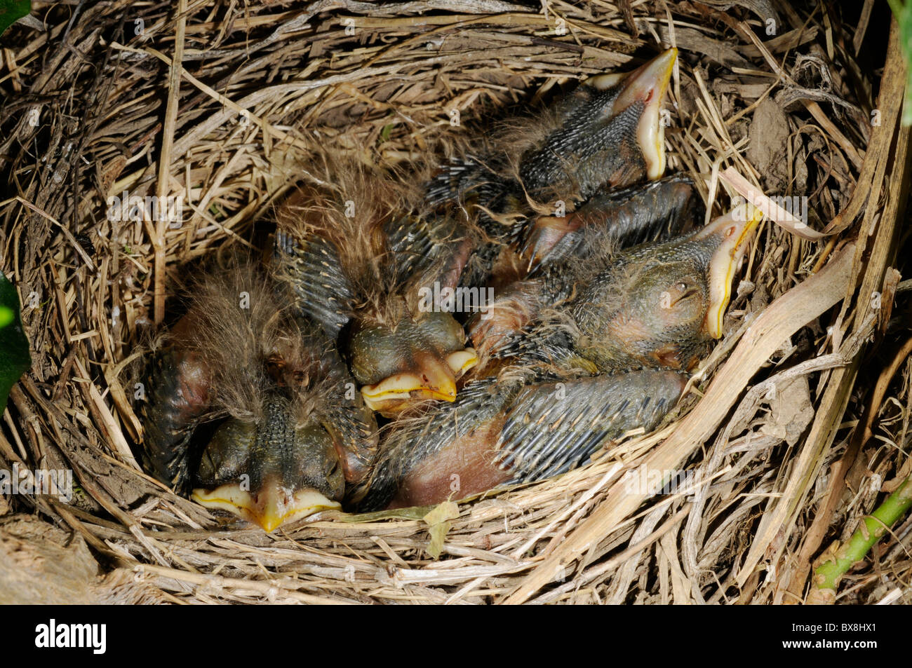 Robin chicks in a nest Stock Photo