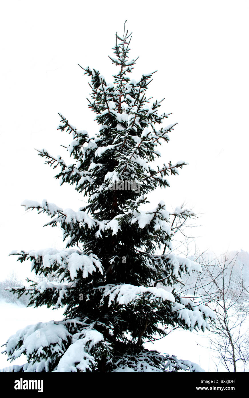 the snow-covered pine forest in winter Stock Photo - Alamy