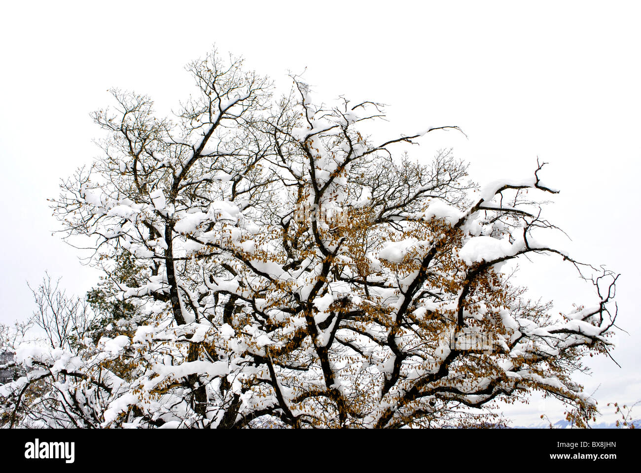 the snowcovered view of the larch forest Stock Photo Alamy