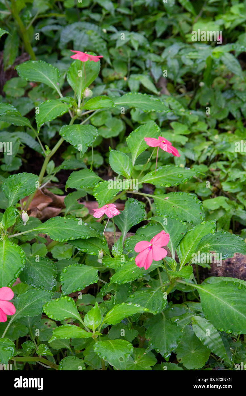 Impatien flowering plants grow in the Arenal Volcano National Park near La Fortuna, San Carlos, Costa Rica. Stock Photo