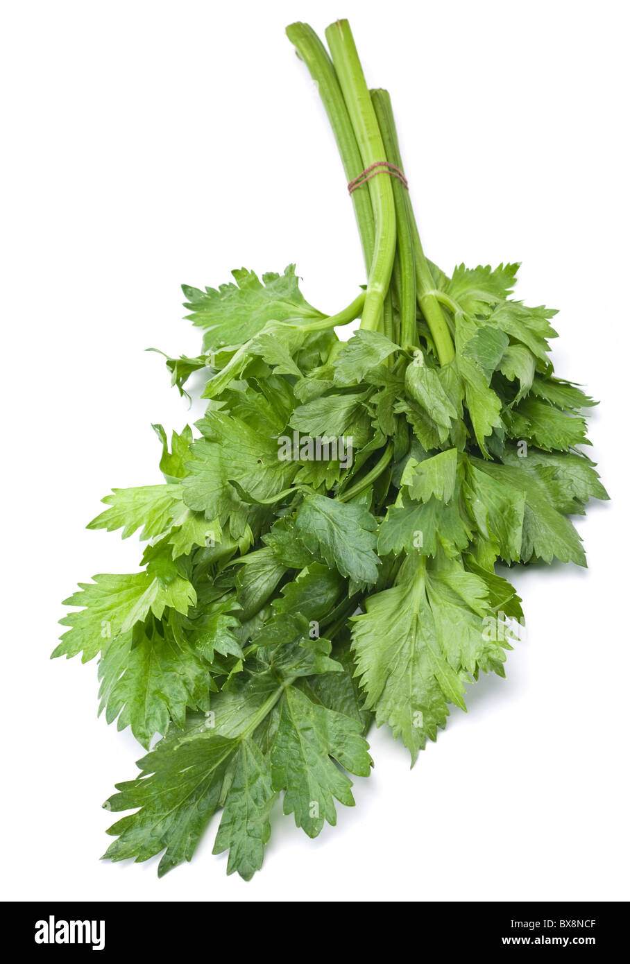 Celery herb hires stock photography and images Alamy
