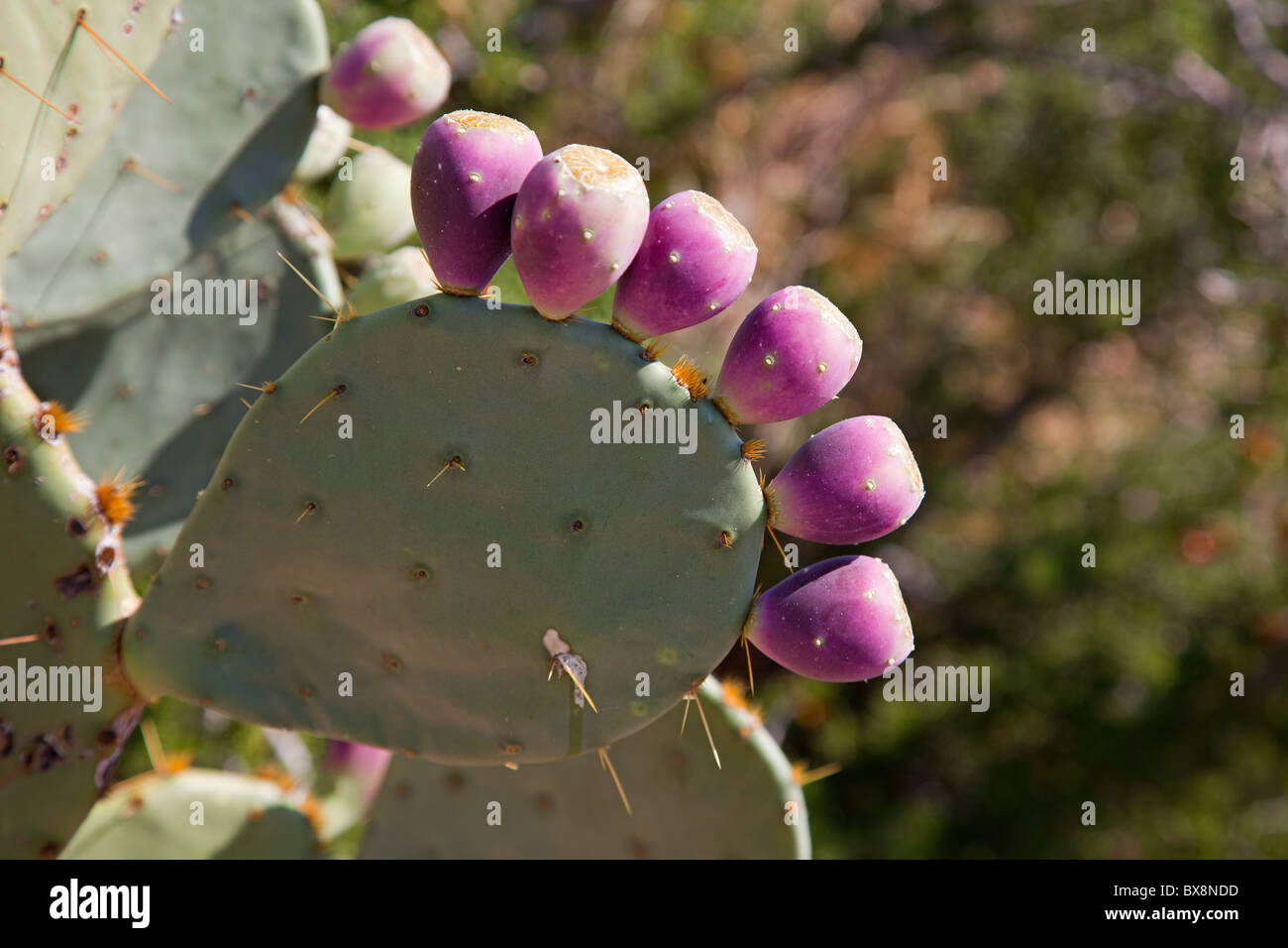 Big Bend National Park, Texas - Fruit on a prickly pear cactus. Stock Photo
