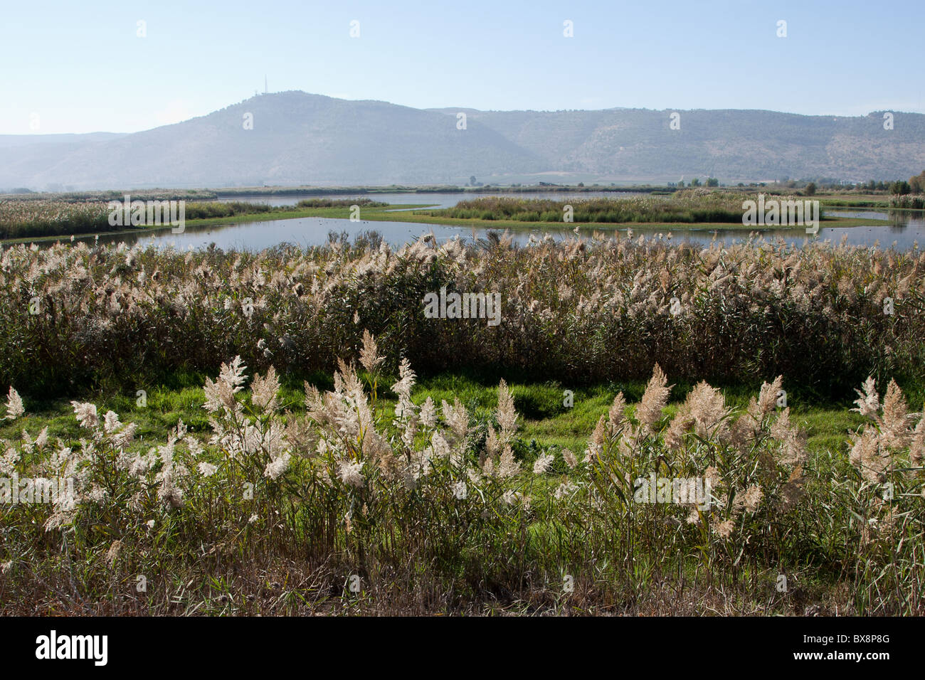Agamon Hula is an artificial lake created by flooding of the area in the Hula Valley in the Northern Galilee, Israel. Stock Photo
