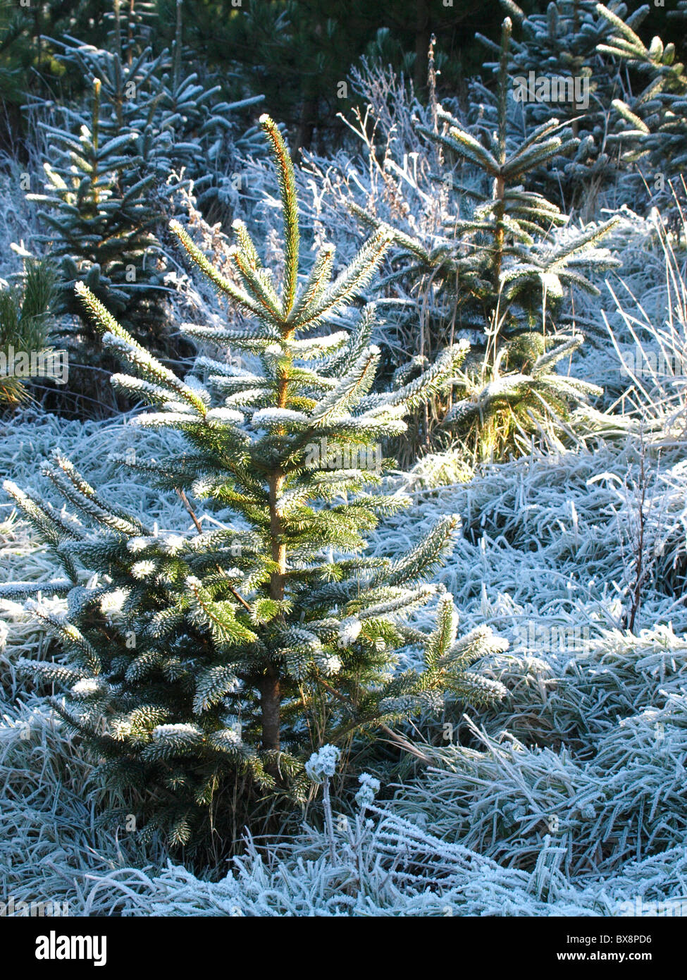 Frozen Christmas trees, UK Stock Photo Alamy