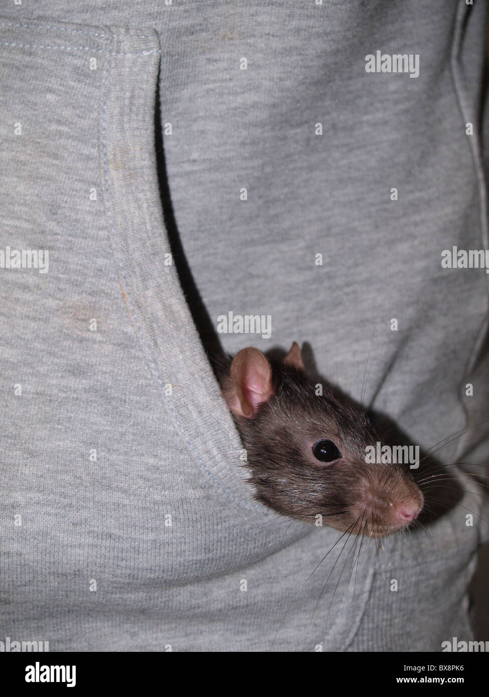 Pocket rat, UK Stock Photo