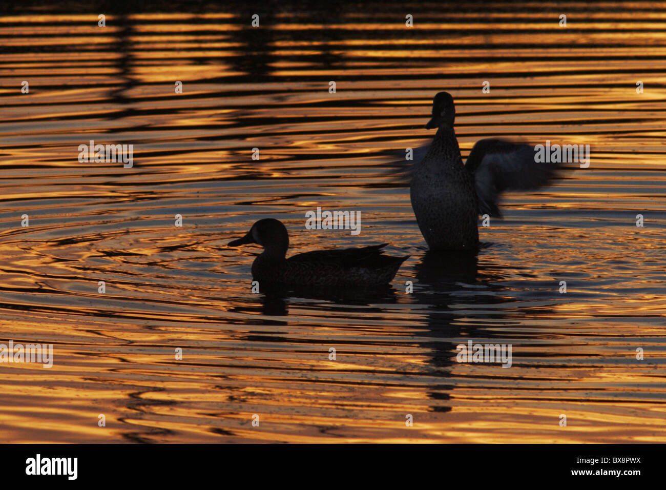 Blue-Wing Teals in silhouette at sunset. Stock Photo