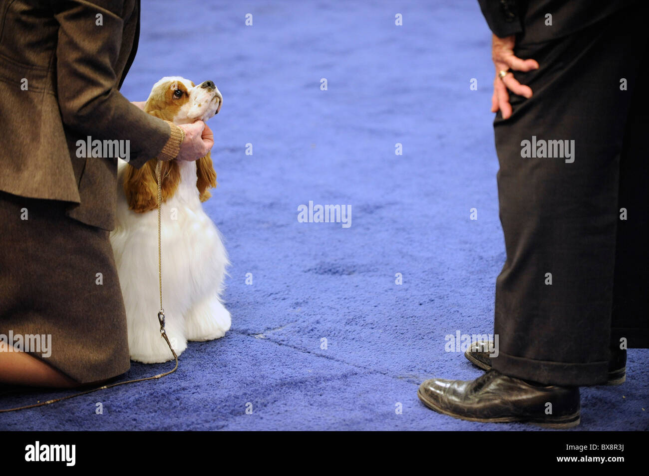 Spaniels compete during the ASC Flushing Spaniel Show at the Valley