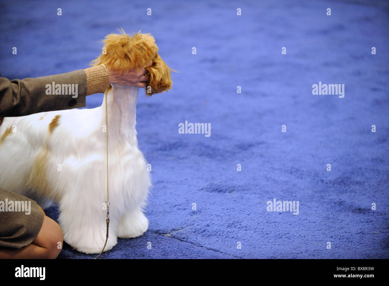 Spaniels compete during the ASC Flushing Spaniel Show at the Valley