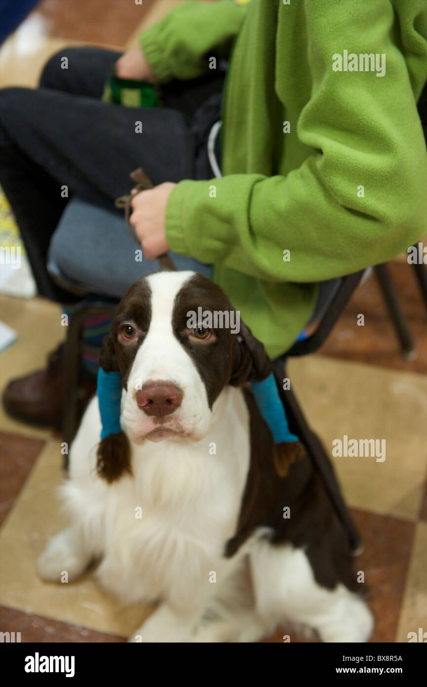 A spaniel awaits his turn to compete during the ASC Flushing Spaniel