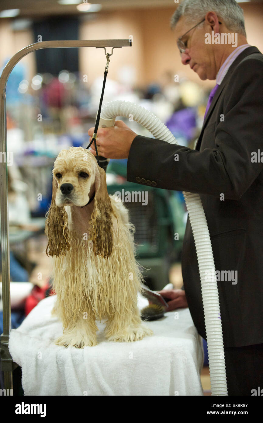 Spaniels are groomed backstage during the ASC Flushing Spaniel Show at