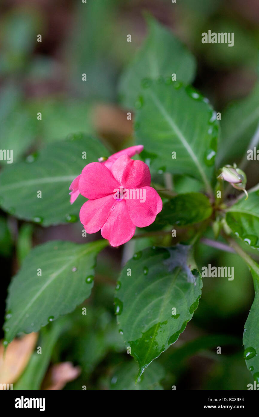 Impatiens flowering plants grow in the Arenal Volcano National Park near La Fortuna, San Carlos, Costa Rica. Stock Photo