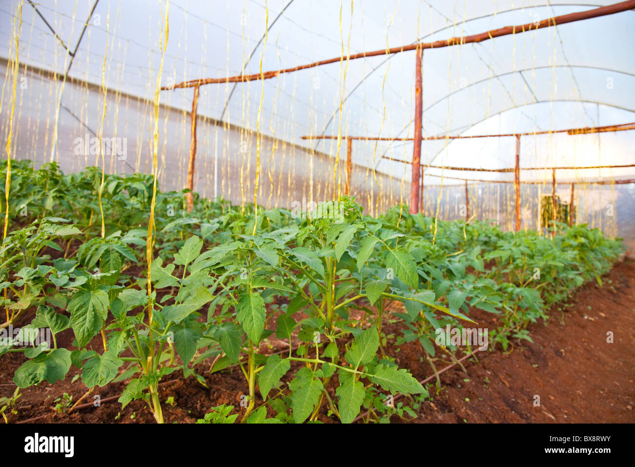 Tomato greenhouse in Kibera Slums, Nairobi, Kenya Stock Photo Alamy