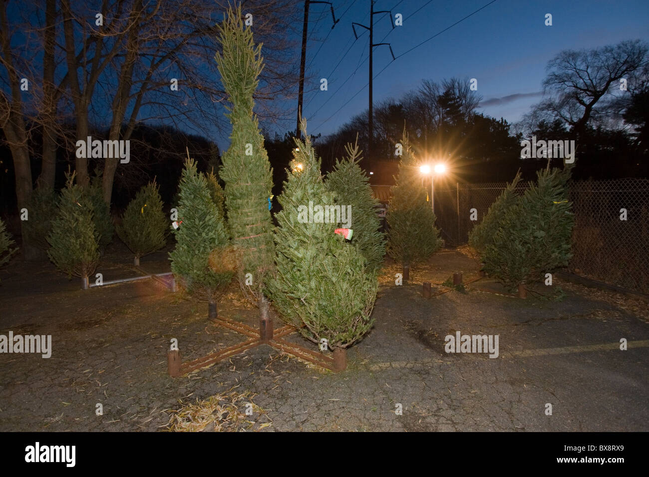 Seasonal Christmas Tree lot in Massachusetts Stock Photo Alamy