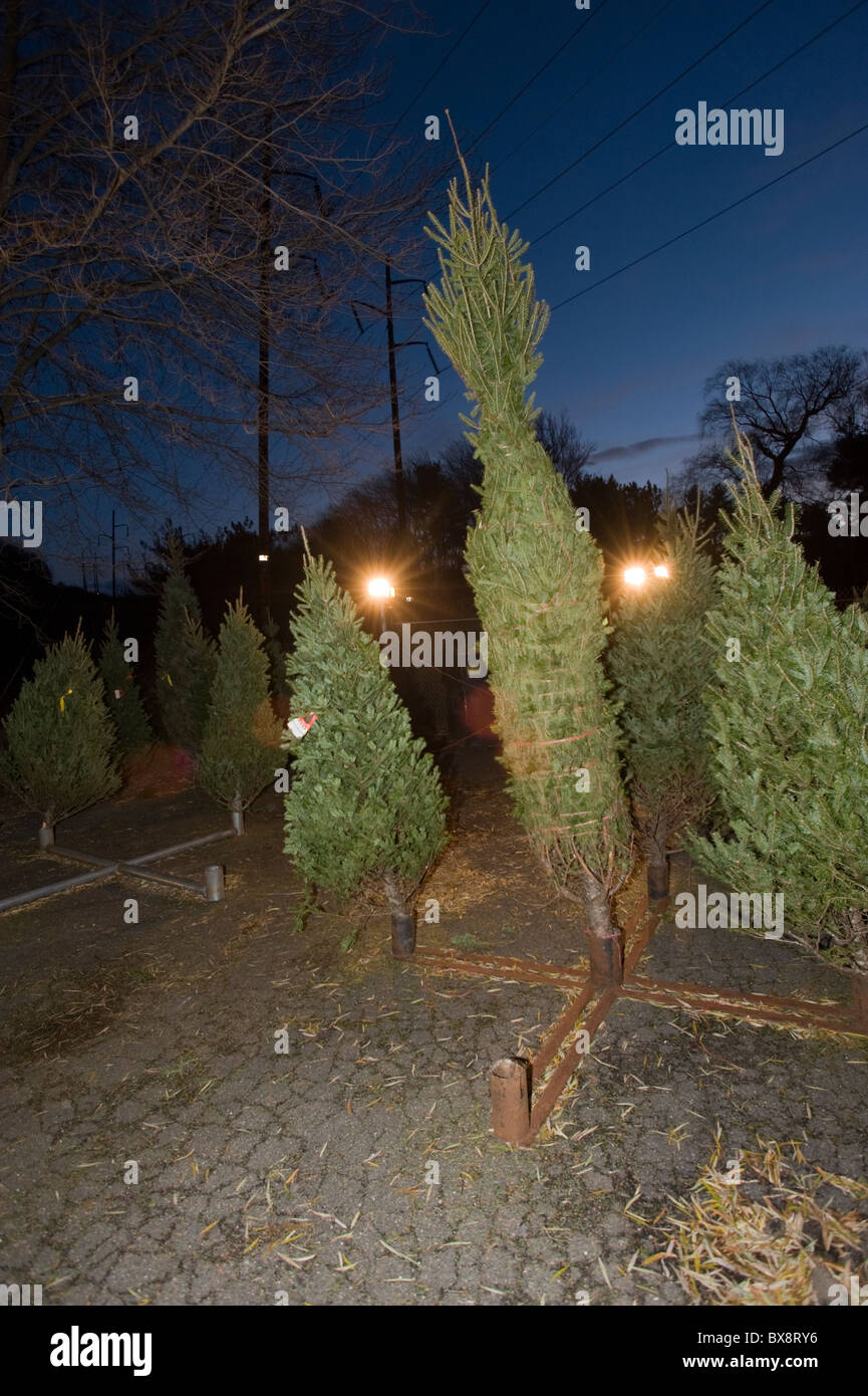 Seasonal Christmas Tree lot in Massachusetts. Stock Photo