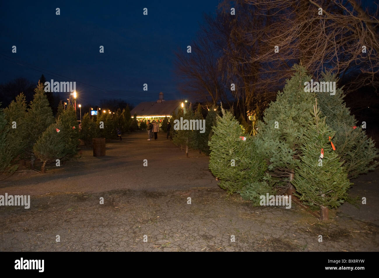 Seasonal Christmas Tree lot in Massachusetts Stock Photo Alamy