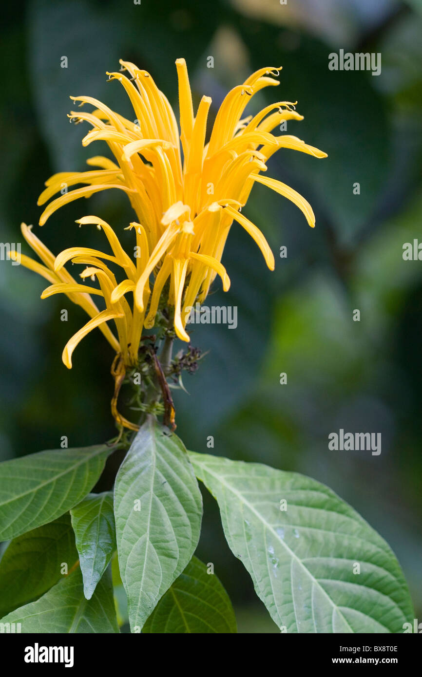Yellow blossom of a tropical flowering plant in the Arenal Volcano National Park near La Fortuna, San Carlos, Costa Rica. Stock Photo