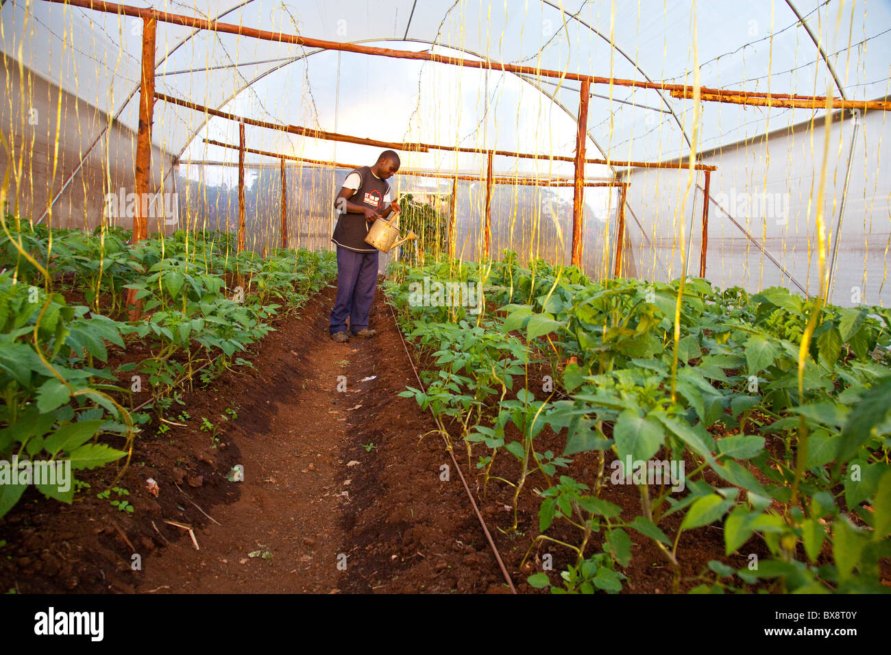 Tomato greenhouse in Kibera Slums, Nairobi, Kenya Stock Photo Alamy