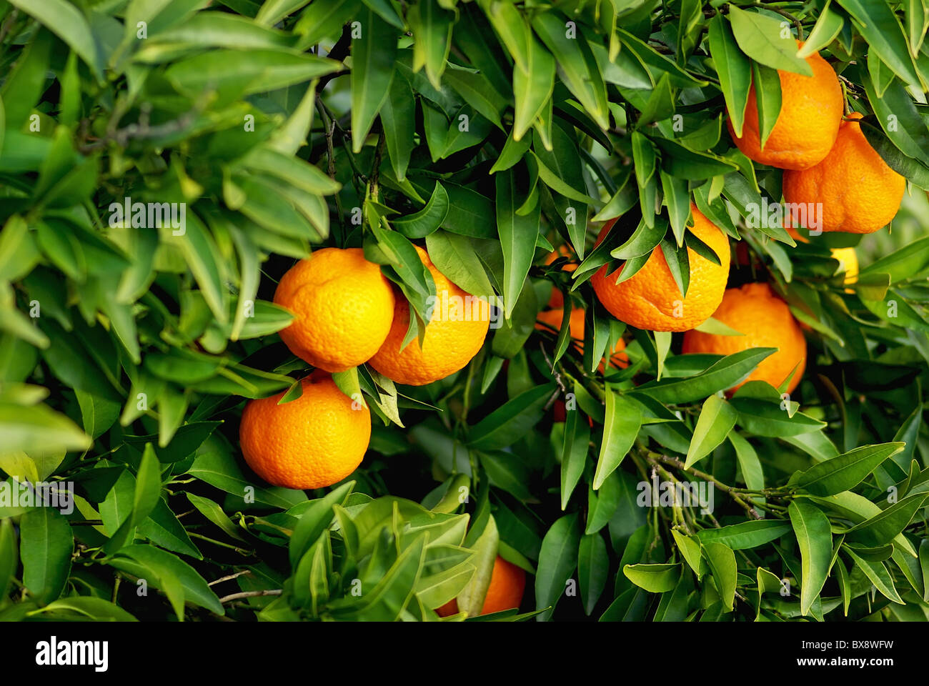 Mature tangerines on tree. Stock Photo