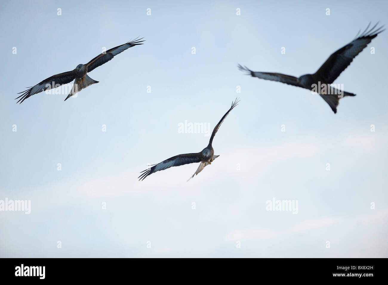 Three red kite in the sky over a feeding station in mid wales Stock ...