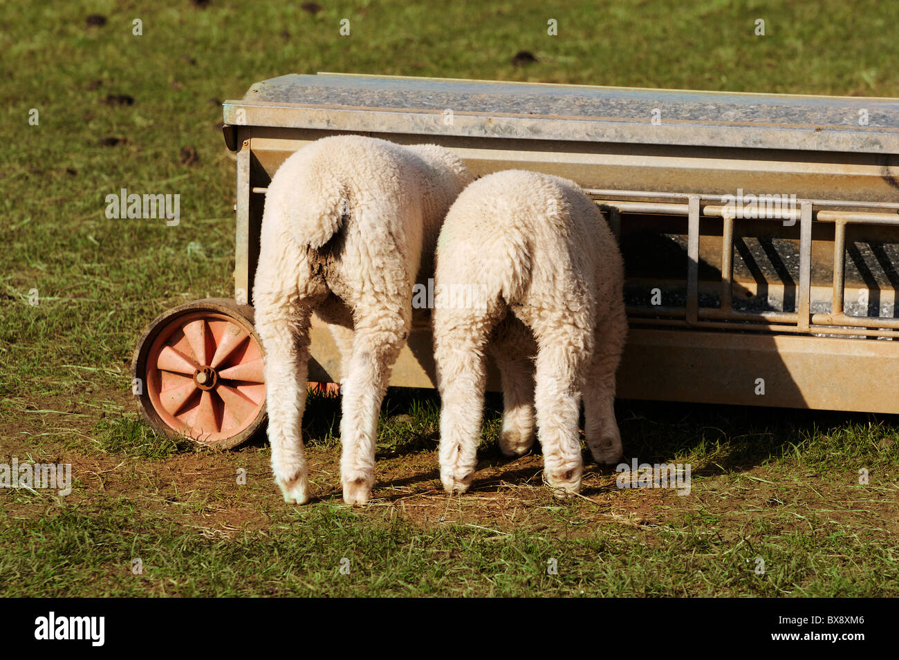 Two lambs eating from a trough on a farm in north Cornwall Stock Photo