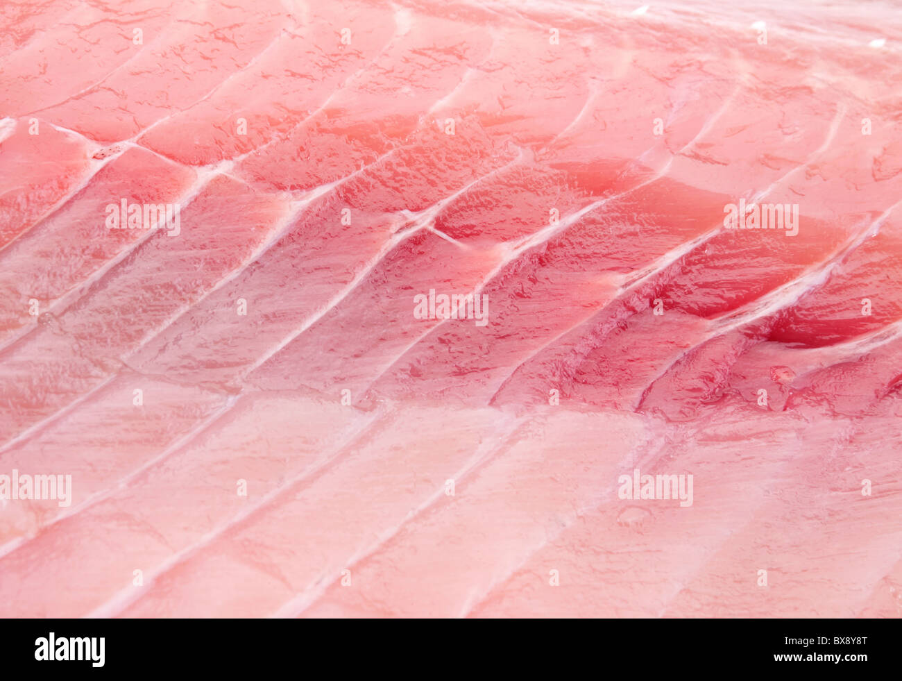 Silver carp fillet Stock Photo Alamy