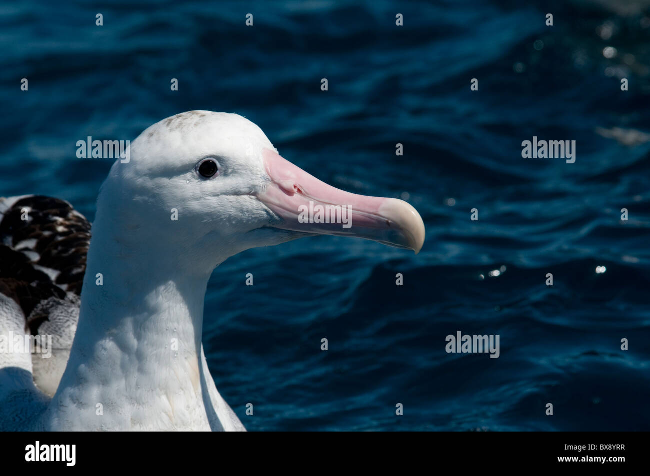 Wandering Albatros swimming on the Pacific Ocean, Wanderalbatros schwimmt im Pazifik Stock Photo