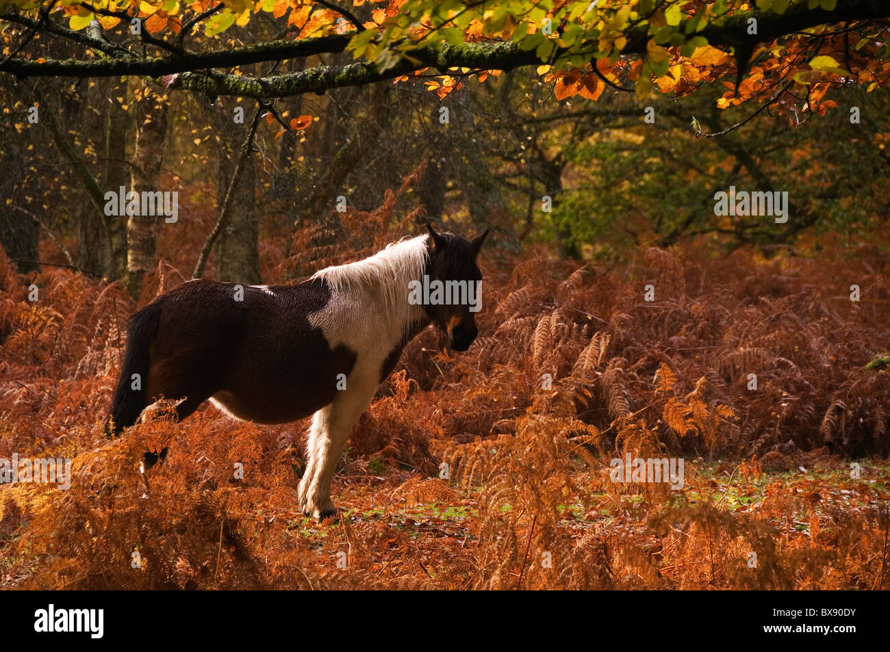 New Forest Pony The New Forest Hampshire England UK Stock Photo