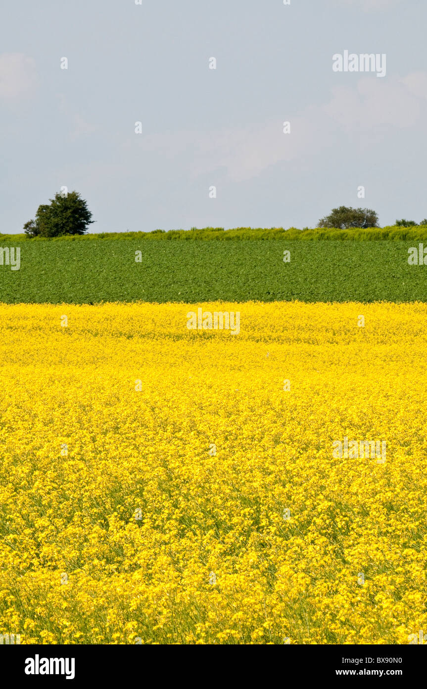 Canola field, Bothwell, Prince Edward Island, The Maritimes, Canada Stock Photo Alamy