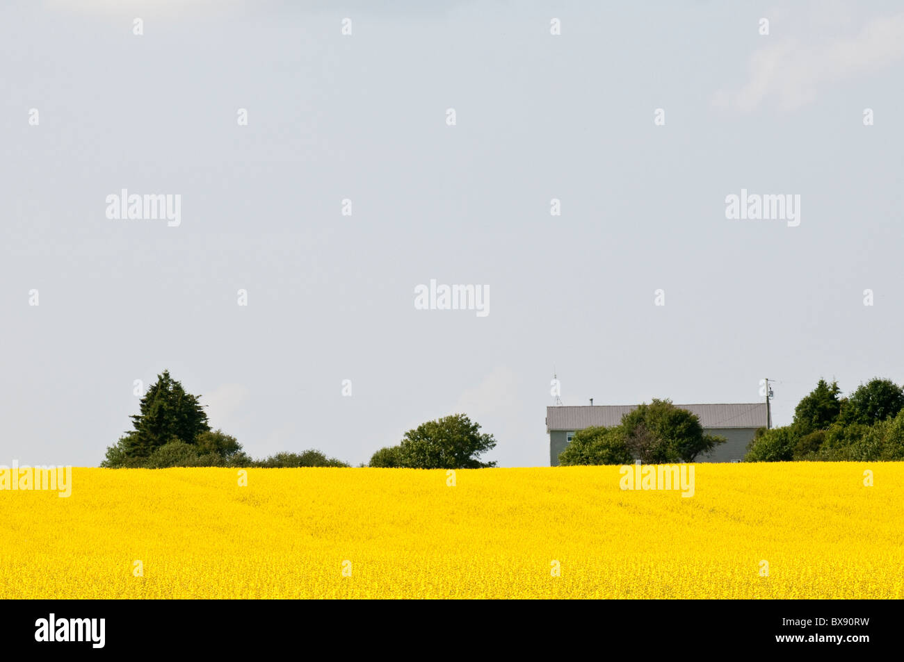 Canola field, Bothwell, Prince Edward Island, the maritimes, canada Stock Photo Alamy