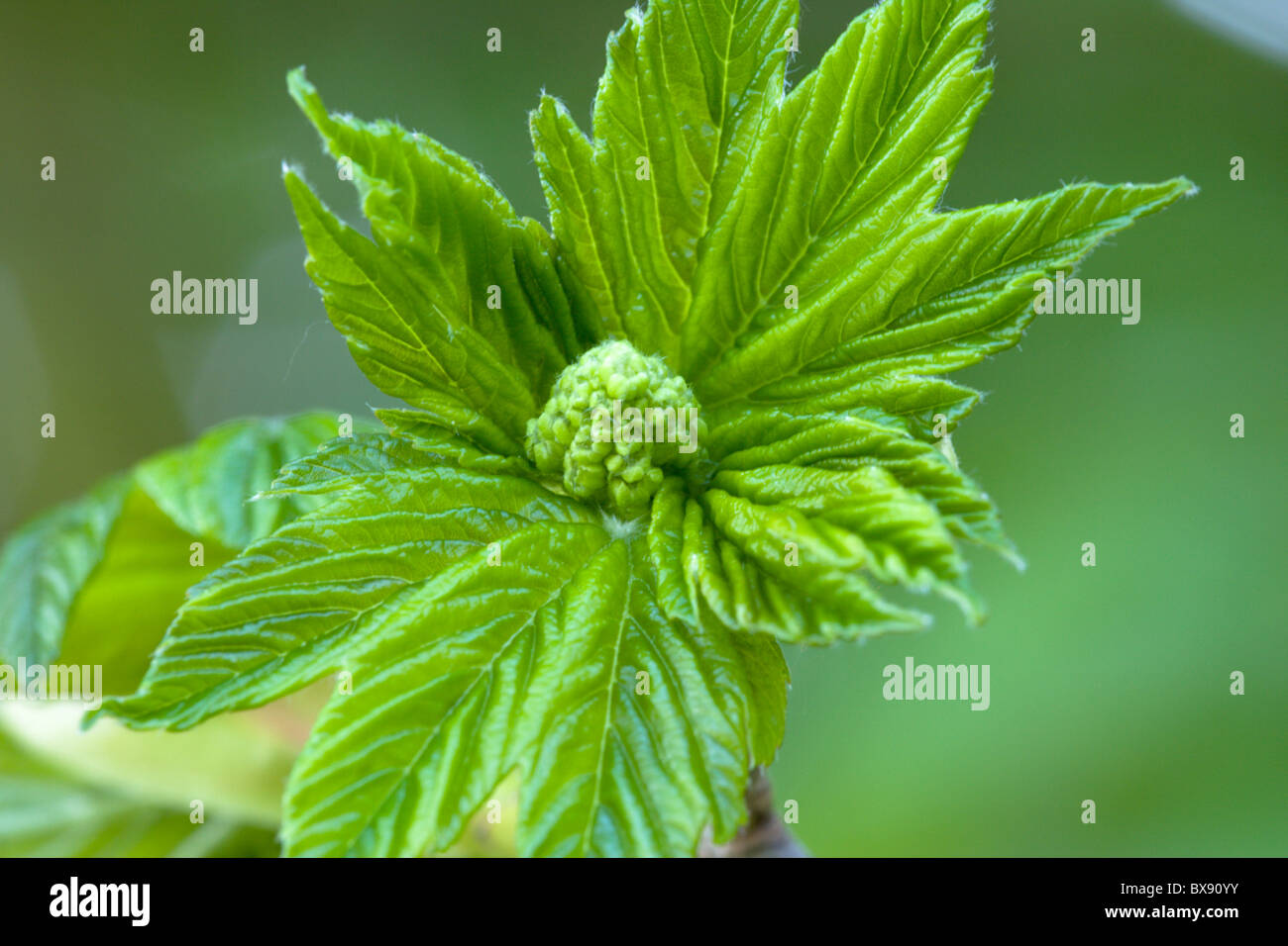 Sycamore Acer pseudoplatanus leaf buds Stock Photo