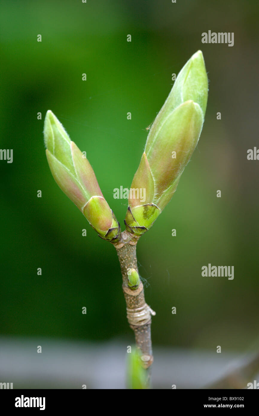Sycamore Acer pseudoplatanus leaf buds Stock Photo